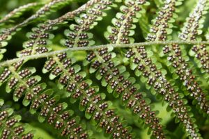 Fern Spores