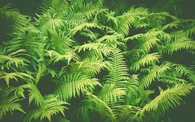 ferns