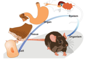 Animal Diagram