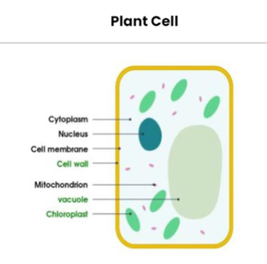 Plant Cell