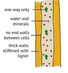 Xylem-Vessels.