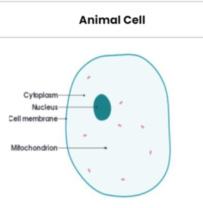 Animal Cell