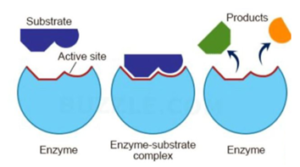 active-site.